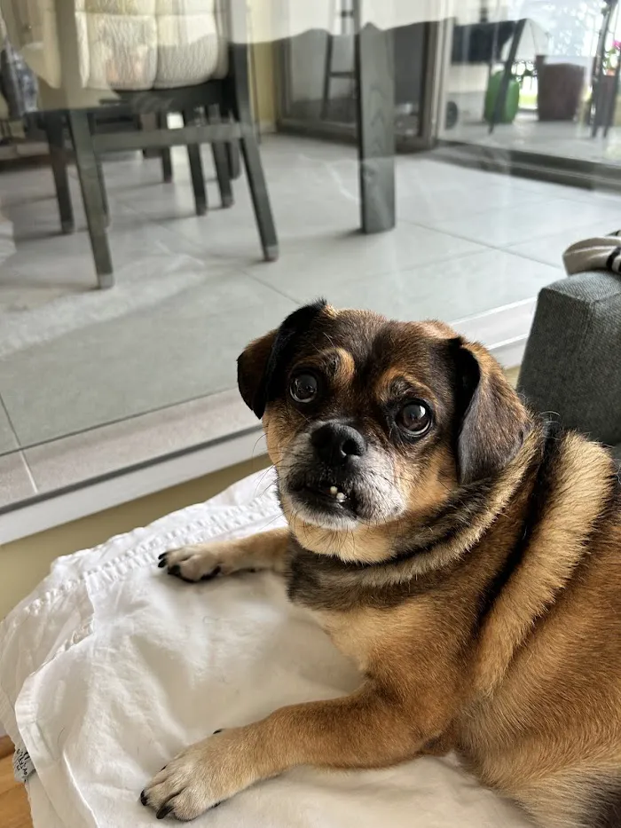 Wrigleyville Veterinary Center 12