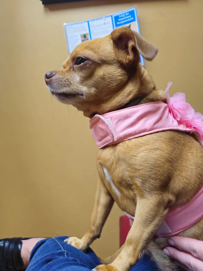 Town & Country Veterinary Clinic 12