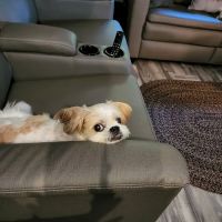 Bradford Pet Care Hospital ico