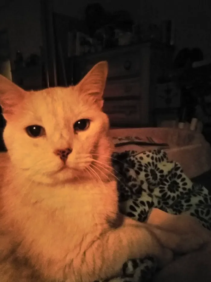 Levy Animal Clinic: Dow Charlotte DVM 12