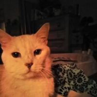 Levy Animal Clinic: Dow Charlotte DVM ico
