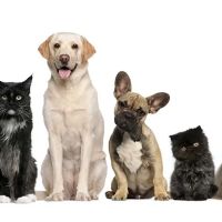 Trenton Animal Hospital ico