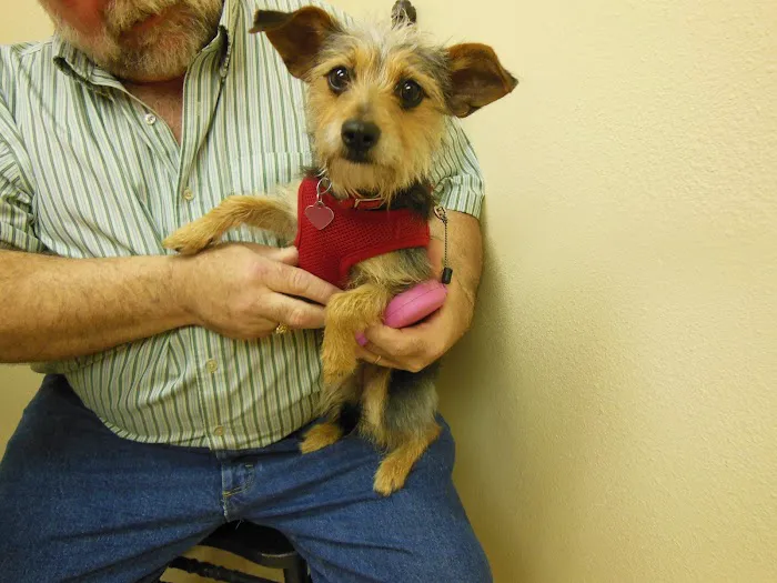 Pet Vet Clinic 12
