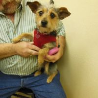 Pet Vet Clinic ico