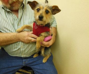 Pet Vet Clinic