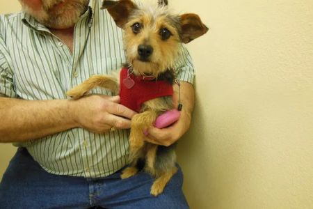 Pet Vet Clinic