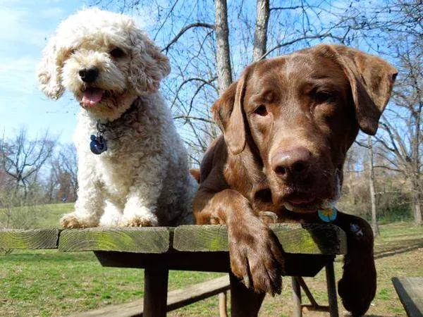 Pet Vet Clinic 12