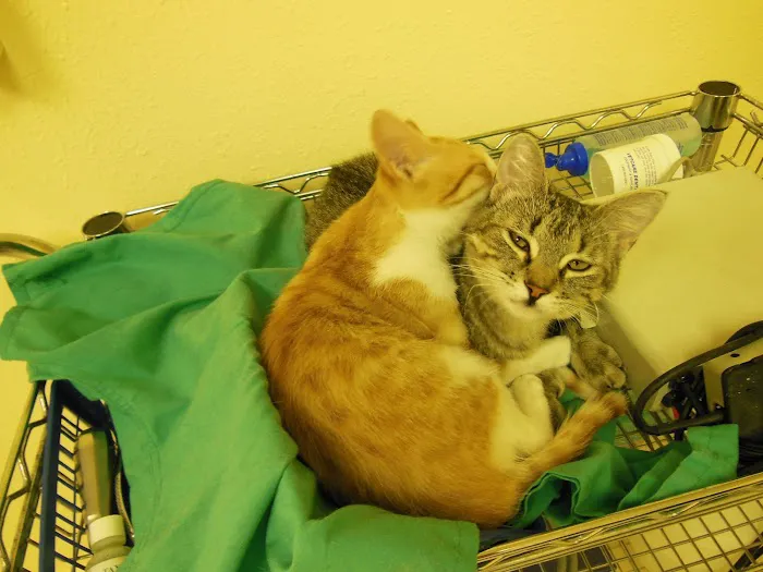 Pet Vet Clinic 12