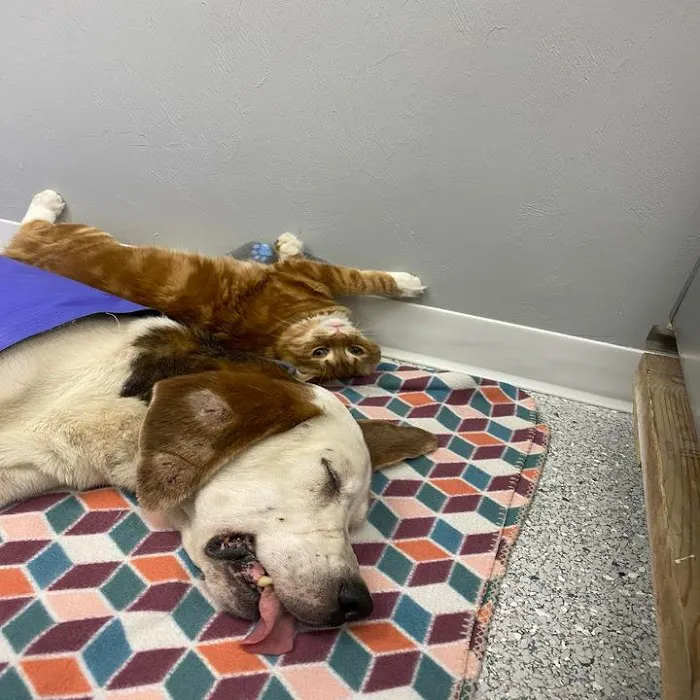 Tricounty Veterinary Emergency Clinic 12