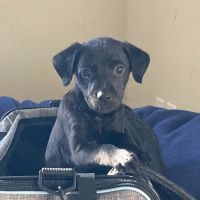 Tricounty Veterinary Emergency Clinic ico