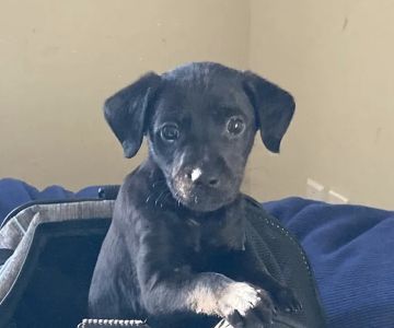 Tricounty Veterinary Emergency Clinic