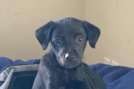 Tricounty Veterinary Emergency Clinic