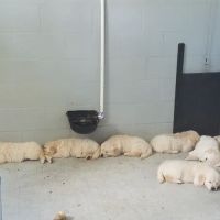 Your Home Pet Vet ico