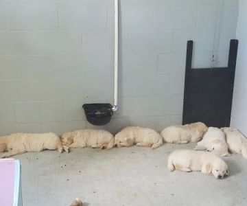 Your Home Pet Vet