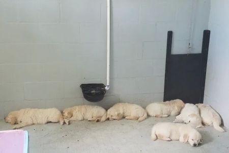 Your Home Pet Vet