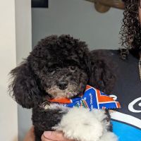 UF Veterinary Hospital at WEC ico