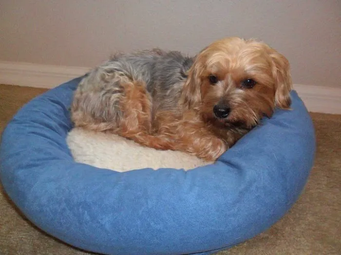 Williston Vet Clinic: William Bennett 1