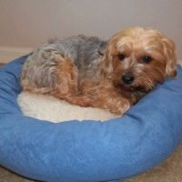 Williston Vet Clinic: William Bennett ico