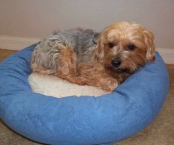 Williston Vet Clinic: William Bennett
