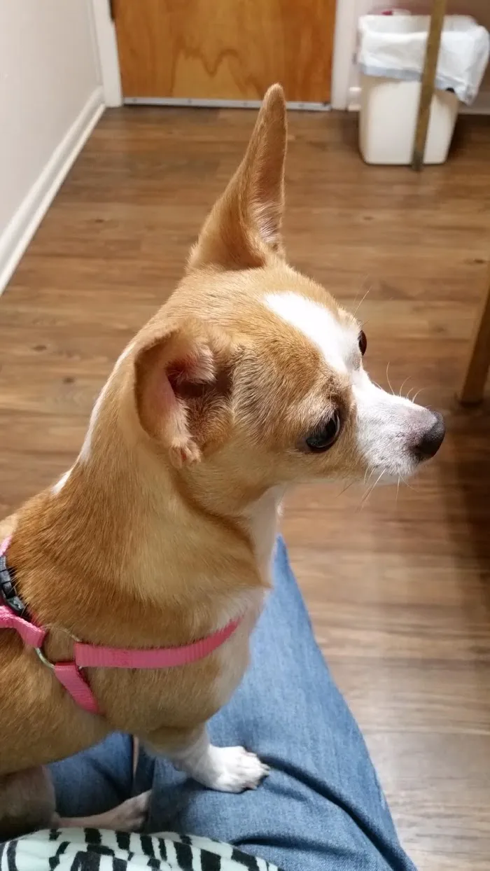 Levy Animal Clinic 12