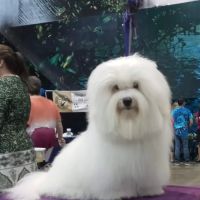 Animal Clinic of Citra ico