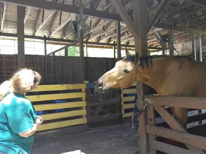 Springhill Equine 12