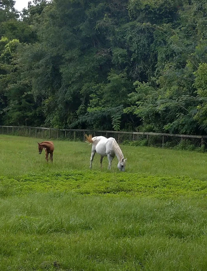 Springhill Equine 12