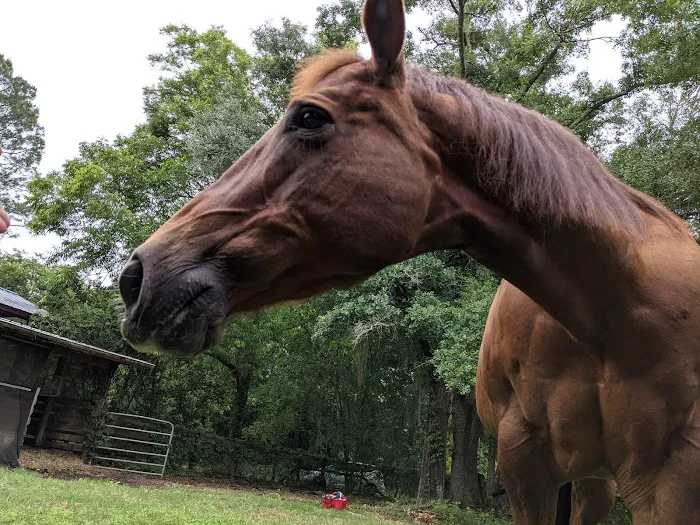 Springhill Equine 12