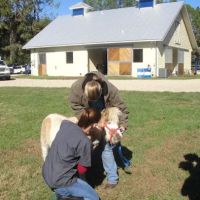 Springhill Equine ico