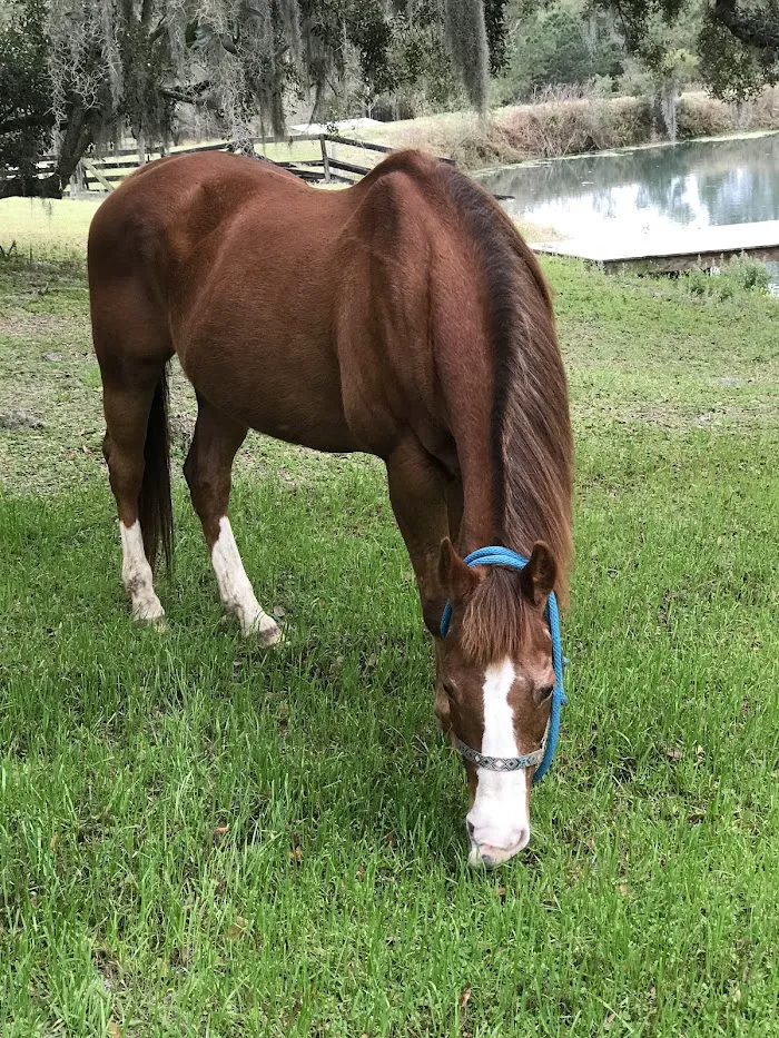 Springhill Equine 12