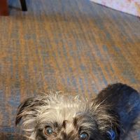 High Springs Animal Hospital ico