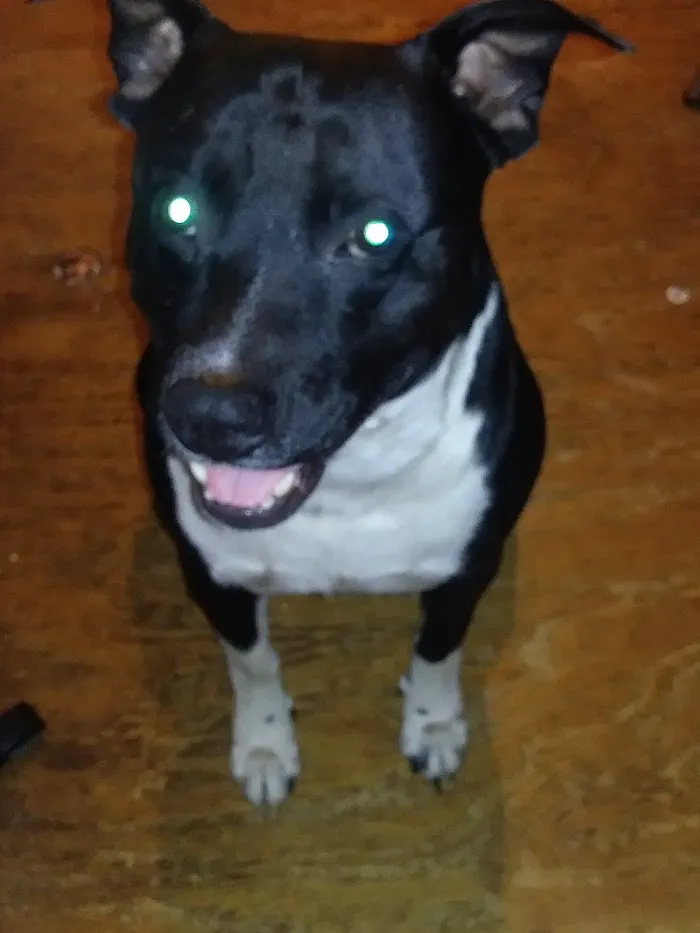 High Springs Animal Hospital 12