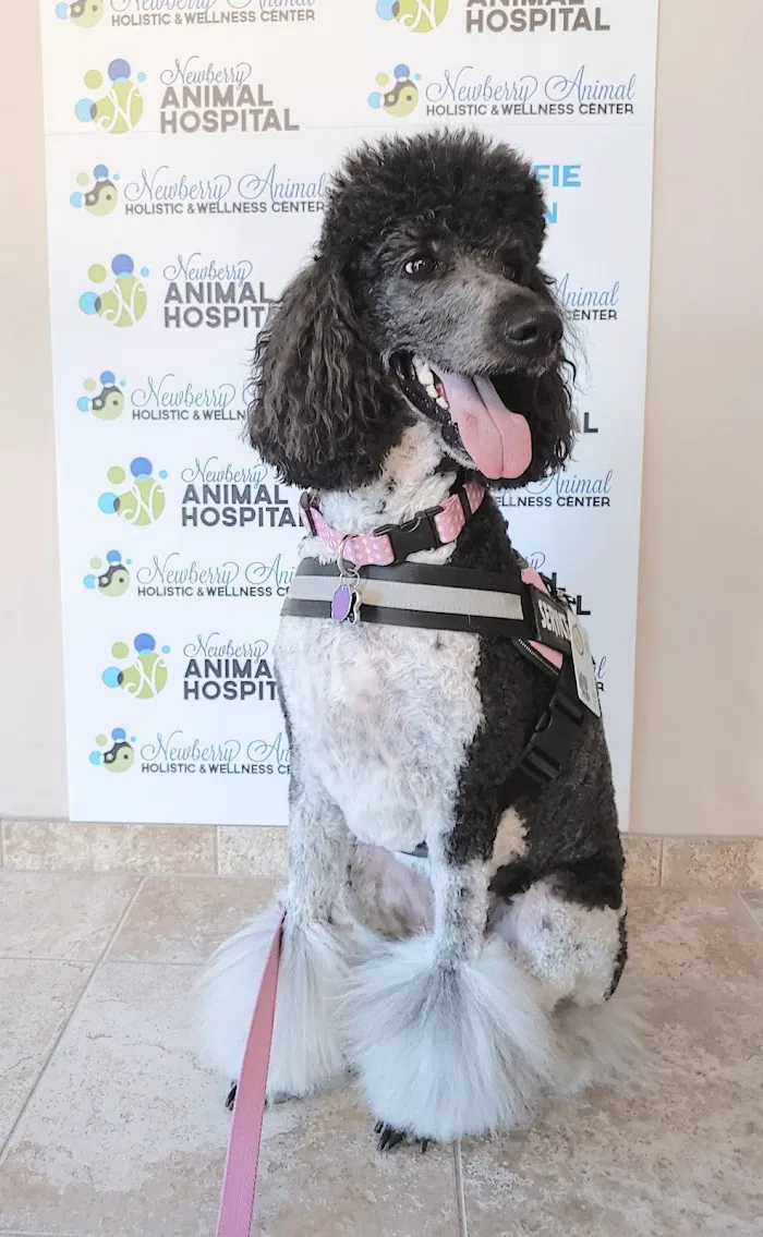 Newberry Animal Hospital 12