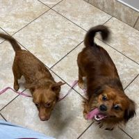 Newberry Animal Hospital ico