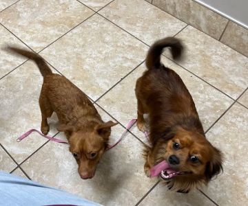 Newberry Animal Hospital