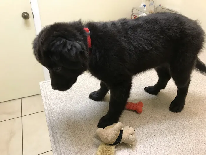 Archer Animal Hospital 12