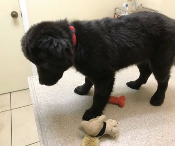 Archer Animal Hospital