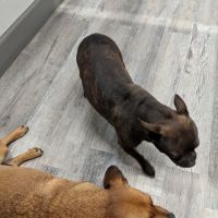 Glen Springs Veterinary Center ico