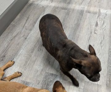 Glen Springs Veterinary Center