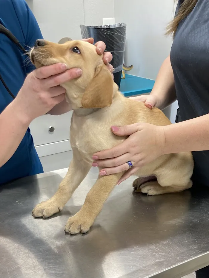 Glen Springs Veterinary Center 2