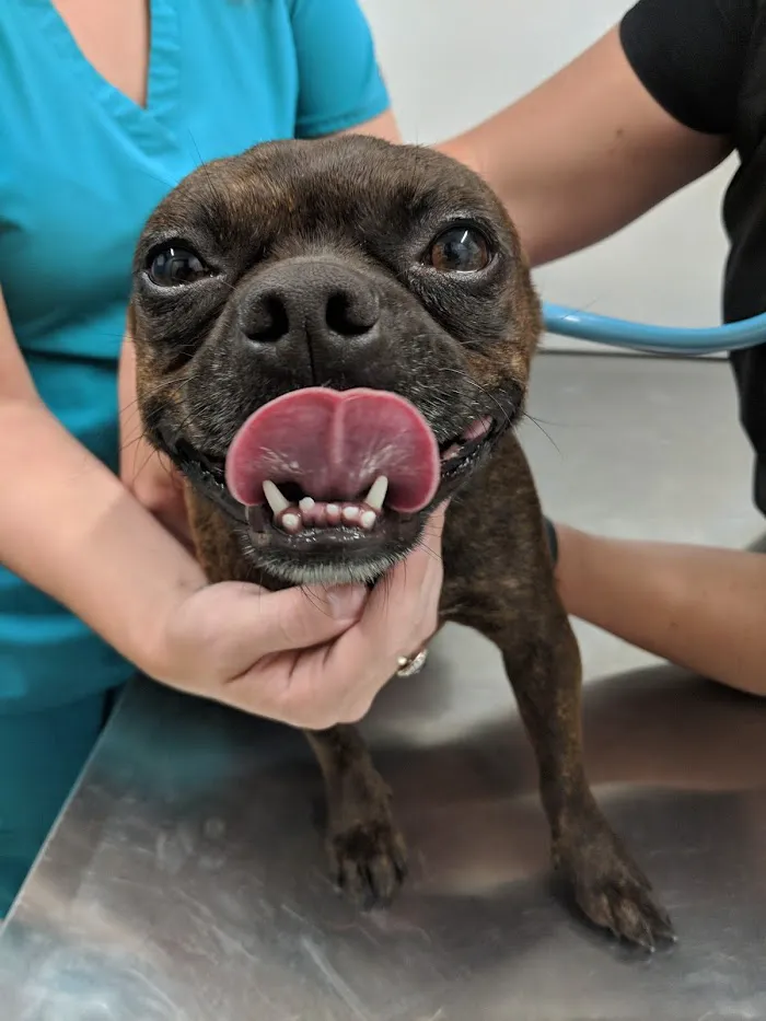 Glen Springs Veterinary Center 3