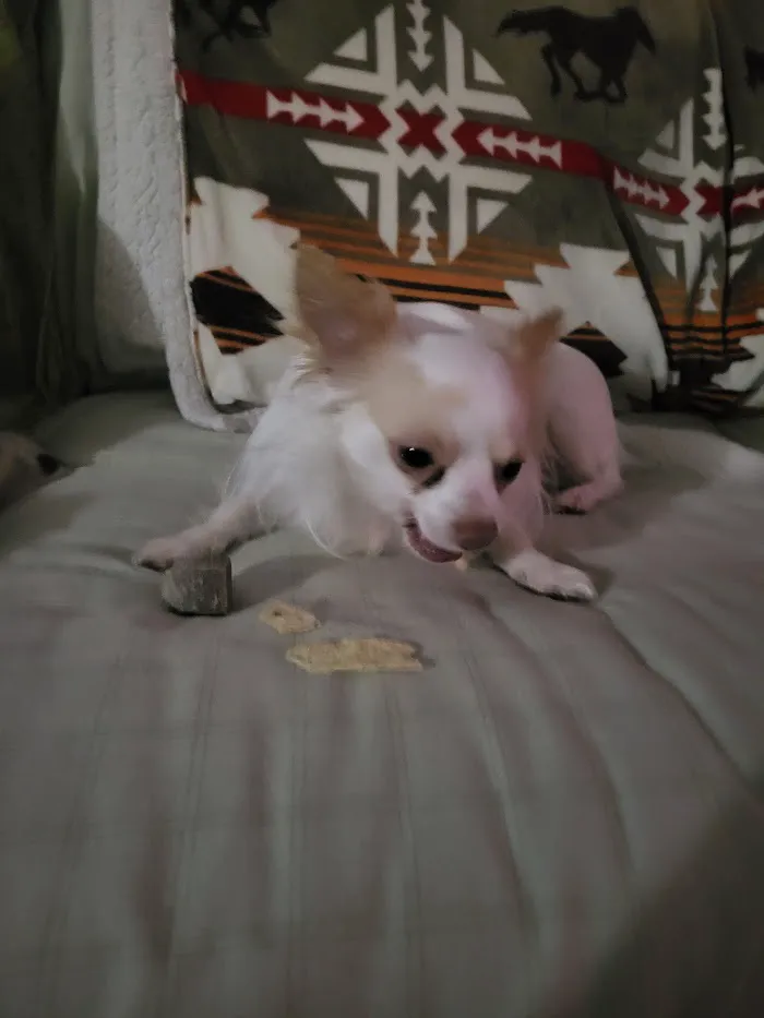 Chi Animal Hospital 12