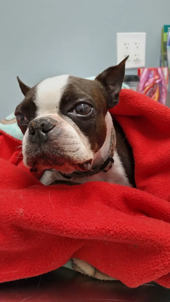 Woodbury Animal Clinic 12