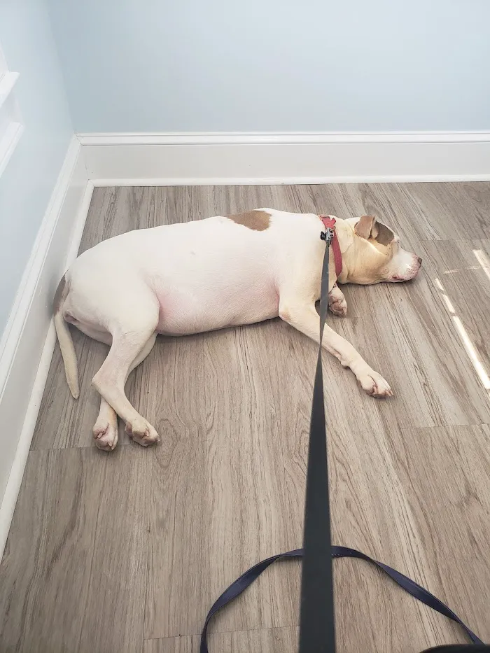 Woodbury Animal Clinic 12