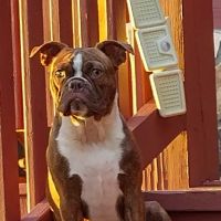 Woodbury Animal Clinic ico