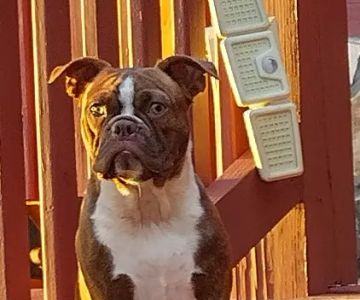 Woodbury Animal Clinic