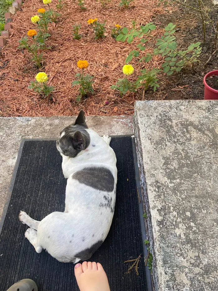 Woodbury Animal Clinic 12