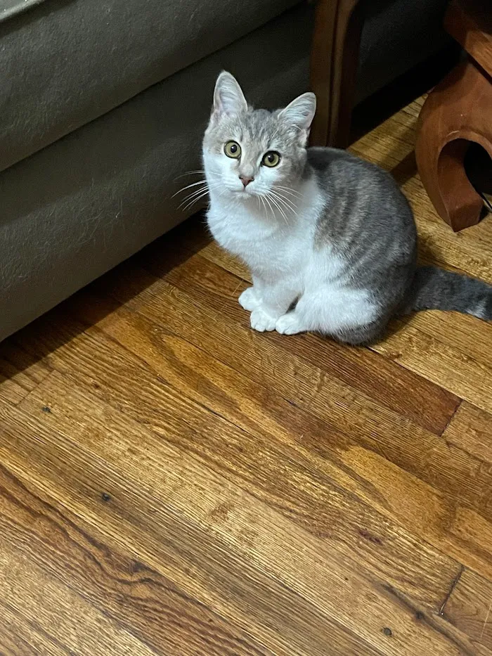 HELP Spay Neuter Clinic 2