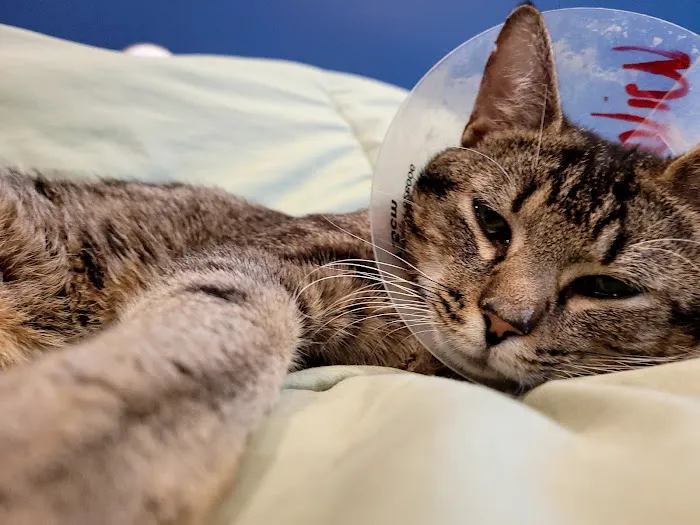 HELP Spay Neuter Clinic 7
