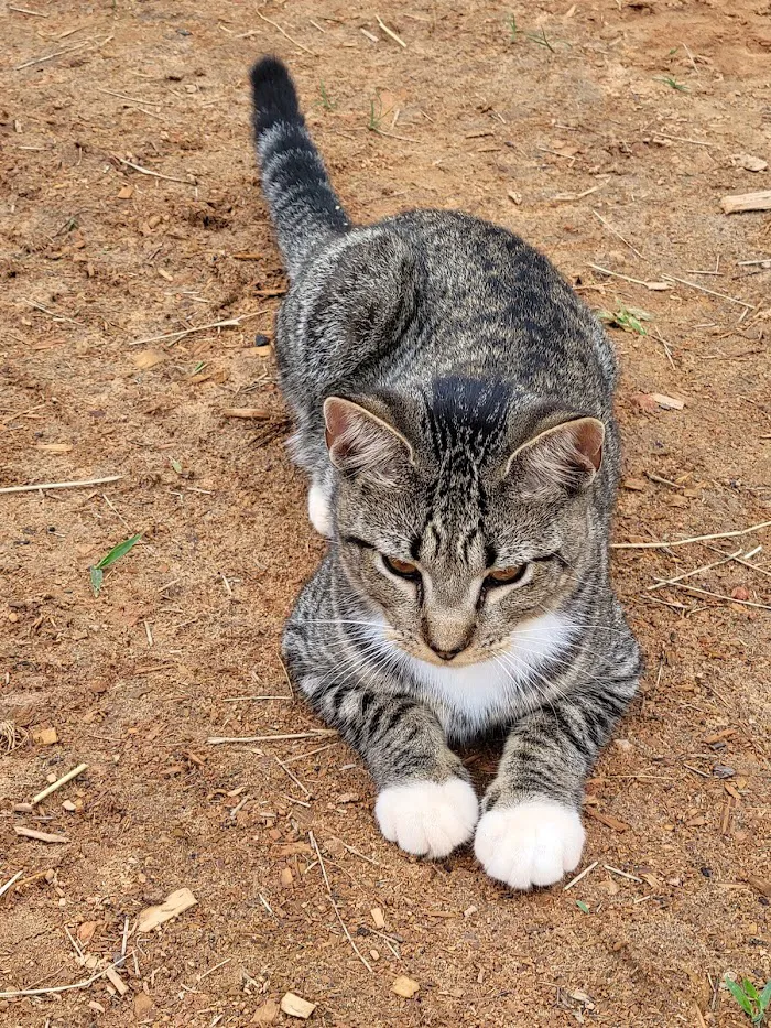 HELP Spay Neuter Clinic 8